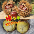 Frozen Chestnuts for sale--Quick Freezing Peeled Chestnuts